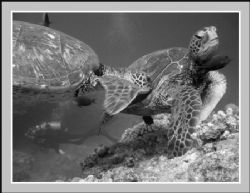 "Move Over" - Hawaiian Green Sea Turtle the "Honu" pushin... by Glenn Poulain 